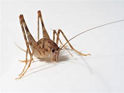 Image result for Crickets Back