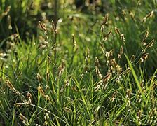 Image result for Carex caryophyllea The Beatles