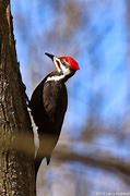 Image result for Picus Picidae