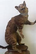 Image result for Badly Taxidermied Cat