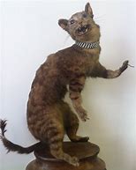 Image result for Failed Taxidermy Cat