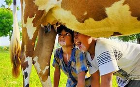 Image result for Funny Cow Utters