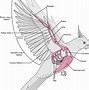 Image result for Bird Wing Bone Anatomy