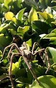 Image result for Huntsman Spider South Africa
