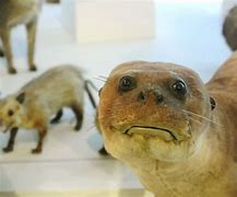 Image result for Bad Taxidermy Otter