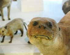 Image result for Bad Taxidermy Otter