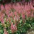 Image result for Astilbe (C) Liliput