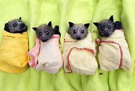 Image result for Baby Bats Look Like