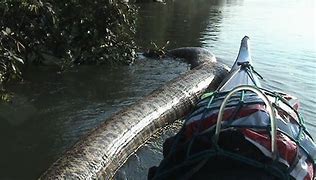 Image result for Giant Anaconda in River