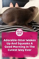 Image result for Good Morning Otter