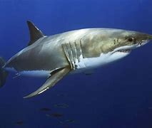 Image result for Great White Shark Side