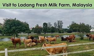 Image result for Cow Case Malaysia