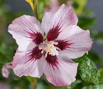 Image result for Hibiscus syr. Hamabo
