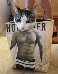 Image result for Gym Cat Meme