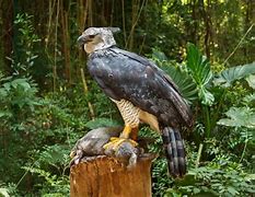 Image result for Harpy Eagle Attack