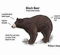 Image result for What Do Bears Look Like