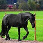 Image result for Beautiful Black Horse Breeds