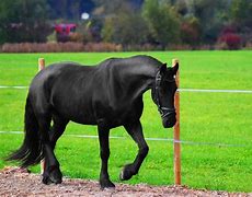 Image result for Black Horse Breeds