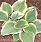 Image result for Hosta Liberty