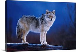 Image result for Wildlife at Coyote Wall Pics