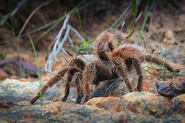 Image result for Tarantula