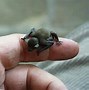 Image result for Bumblebee Bat Eat Insects