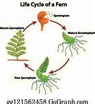 Image result for Sketched Drawing of Fern Life Cycle