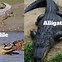 Image result for Alligator vs Crocodile Habitat