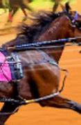 Image result for Harness Horse Racing Logo