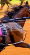 Image result for Harness Racing Drivers