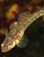 Image result for "Pomatoschistus microps". Size: 155 x 200. Source: britishseashorelife.blogspot.com