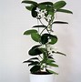 Image result for Common Jasmine Plant