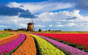 Image result for Field of Flowers Netherlands
