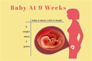 Image result for Woman 9 Weeks Pregnant