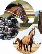 Image result for New York Horse Racing