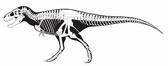 Image result for Dinosaur Skeleton Black and White