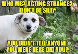 Image result for Scary Dog Face Meme