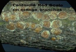 Image result for "california-red-scale"