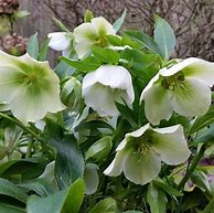 Image result for Helleborus orientalis White Spotted Hybrids