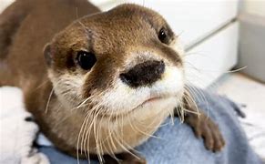 Image result for UI and Aty the Otter