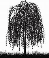 Image result for Willow Tree Drawing Clip Art