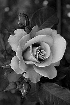 Pin by jolanta on mandalas | Rose tattoos, Black and white roses, Rose reference