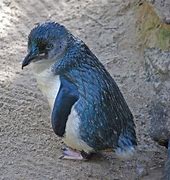 Image result for The Little Blue Penguin