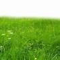Image result for Cartoon Grass Background