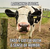 Image result for Indian Cow Memes