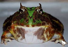 Image result for Weird Frogs