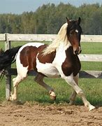 Image result for Pinto Azteca Horse