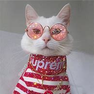 Image result for Cool Cat with Galaxy Glasses