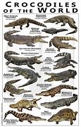 Image result for Alligator and Crocodile Species