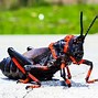 Image result for Cricket Animal Cut Out